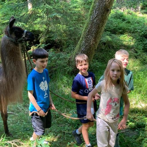 Alpenschule - Spaziergang mit Alpakas, Esel und Lamas
