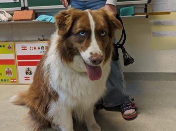Australian Sheppard